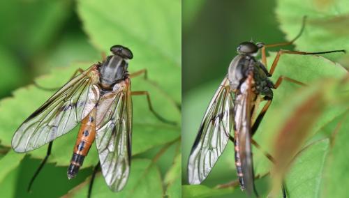 Réf. 282 190 : Rhagio conspicuus